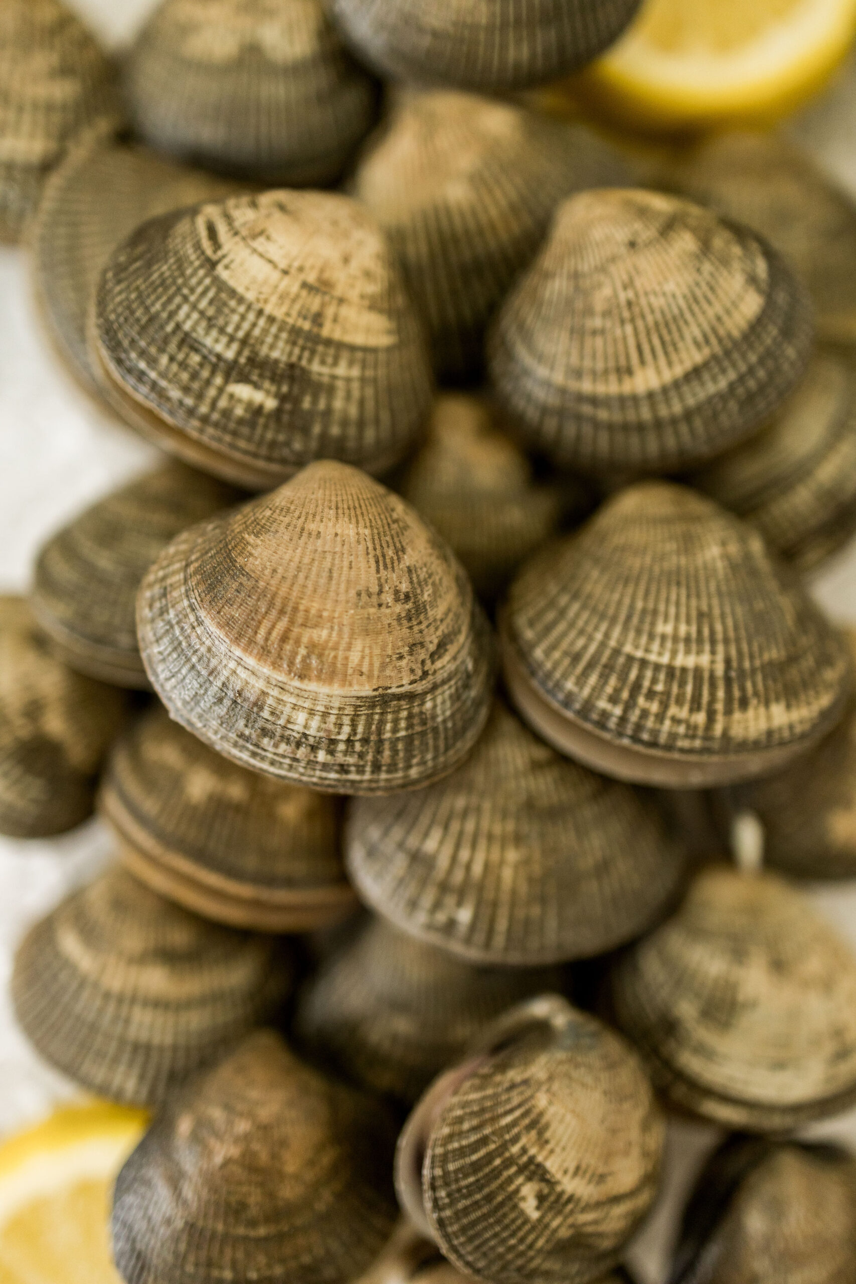 Almejas Frescas Ecuador