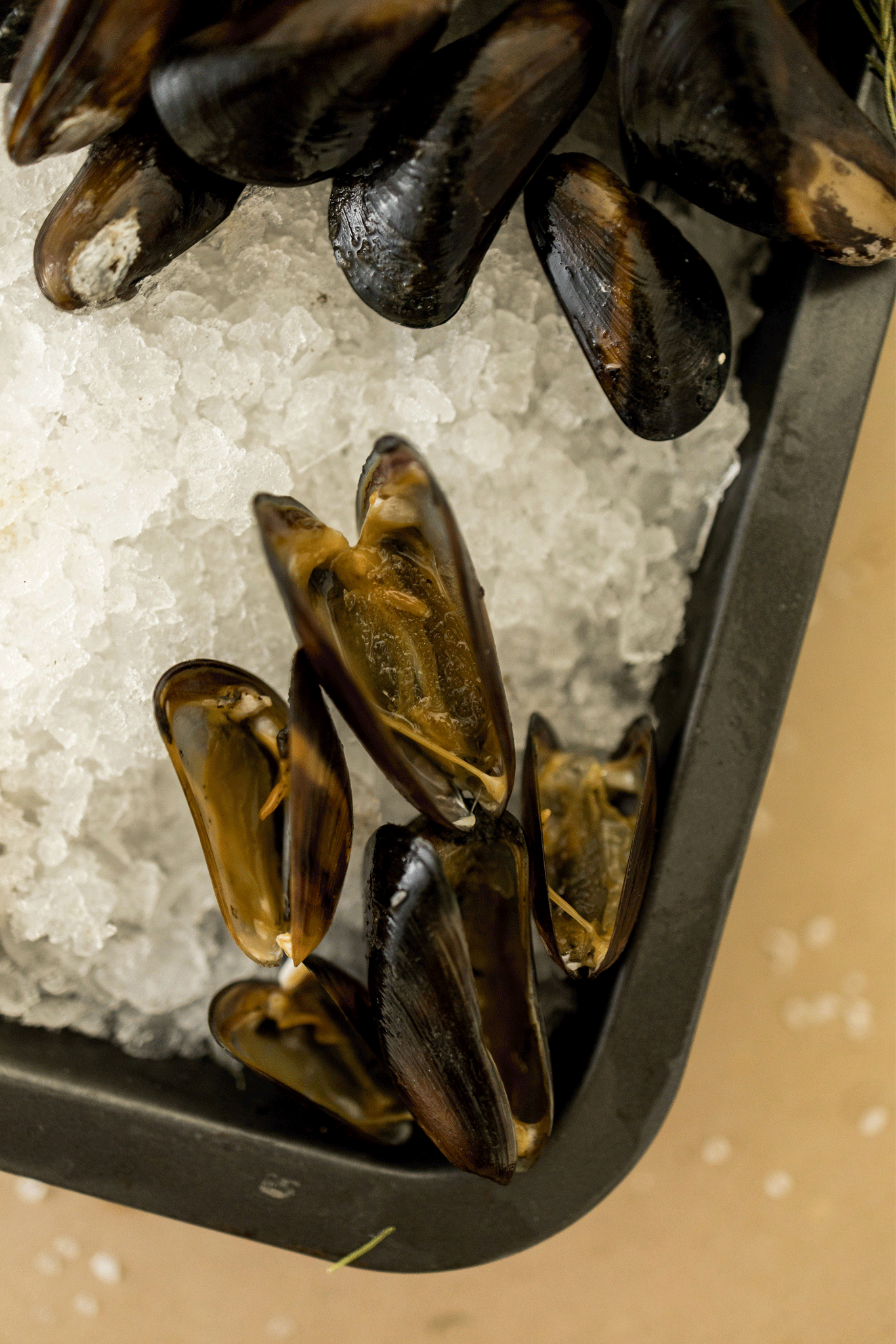 Distribuidor-de-Mejillones-Ecuador