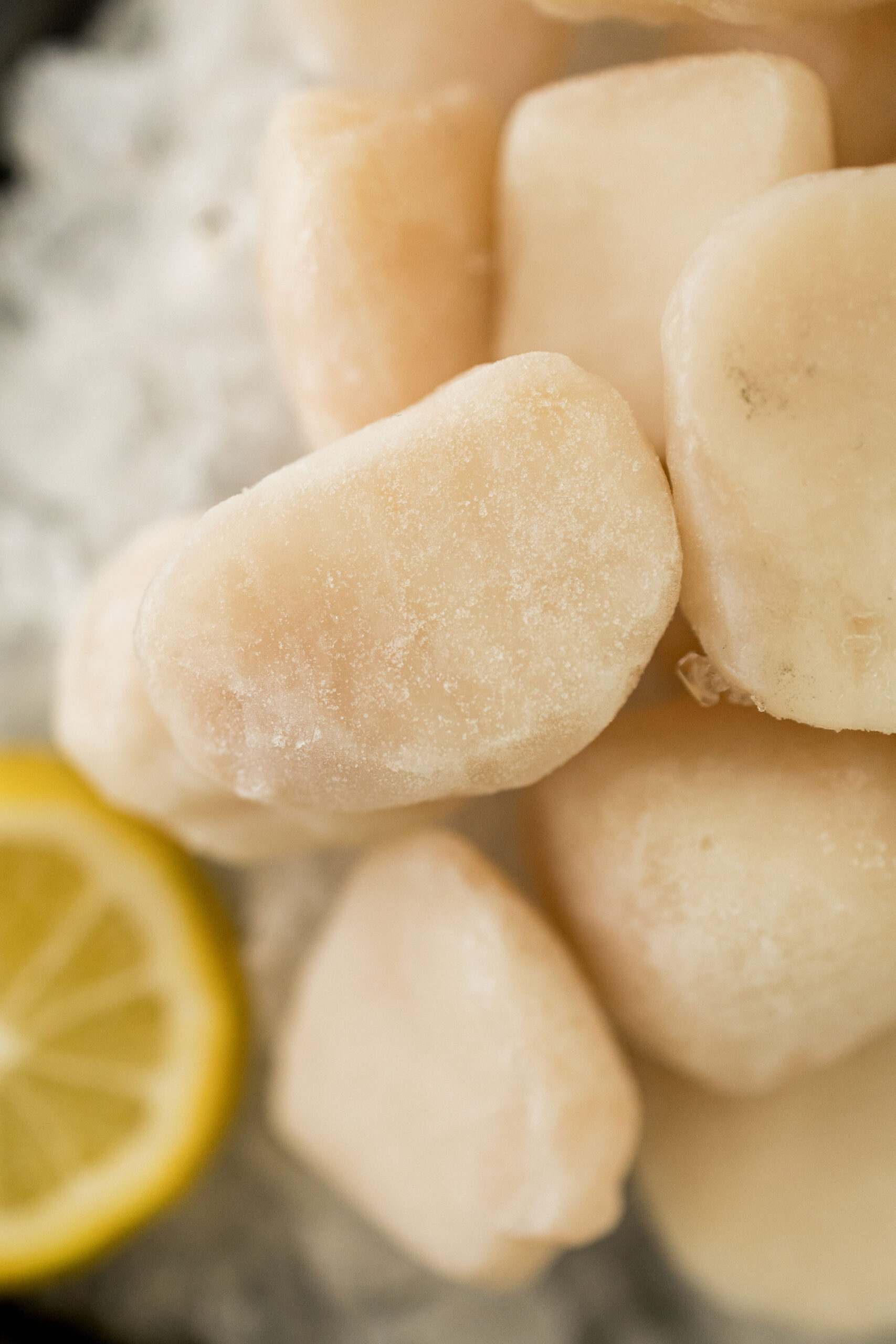 Donde comprar scallops