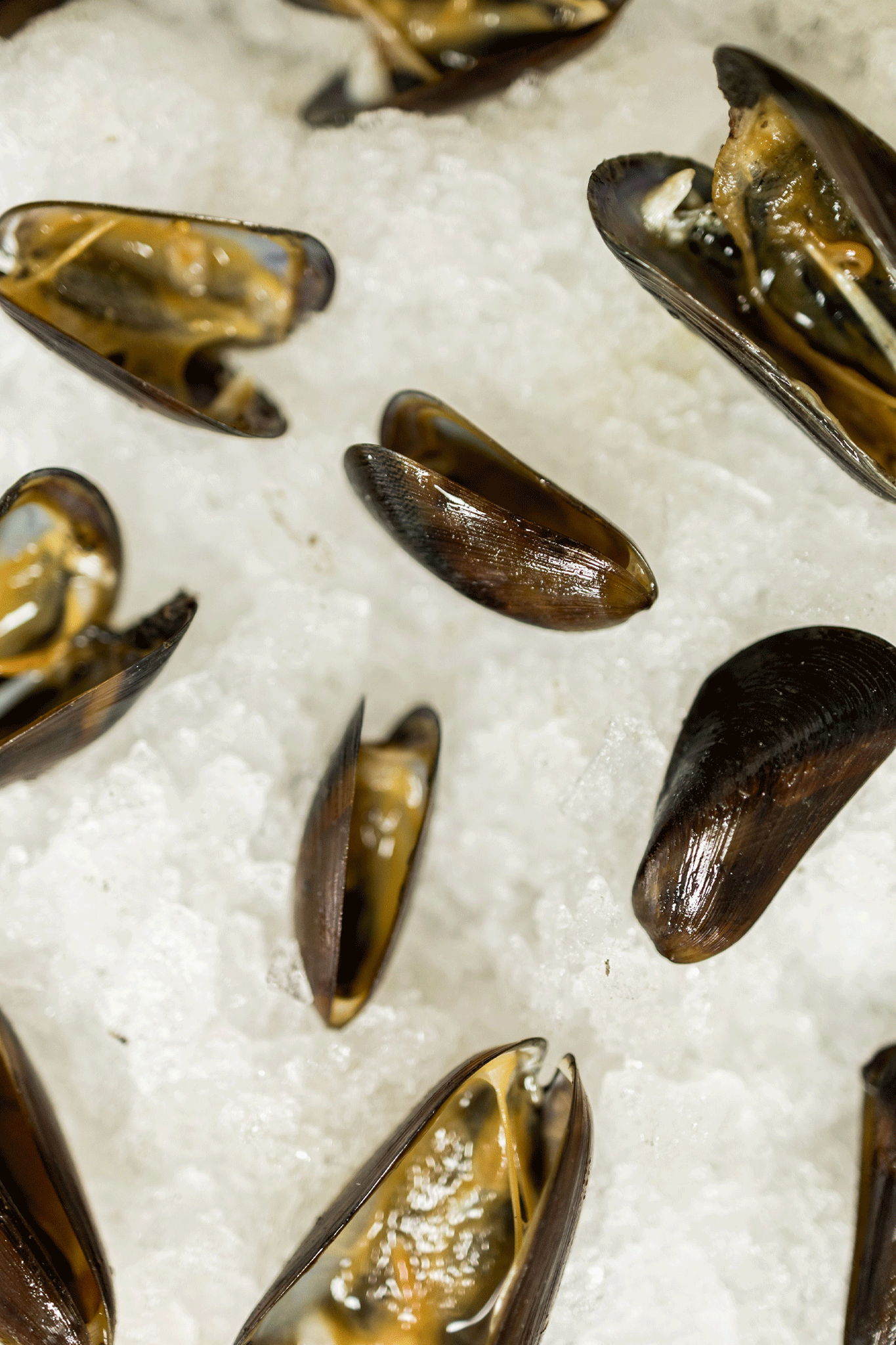 Venta-Mejillones-frescos